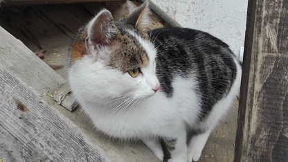Lissi