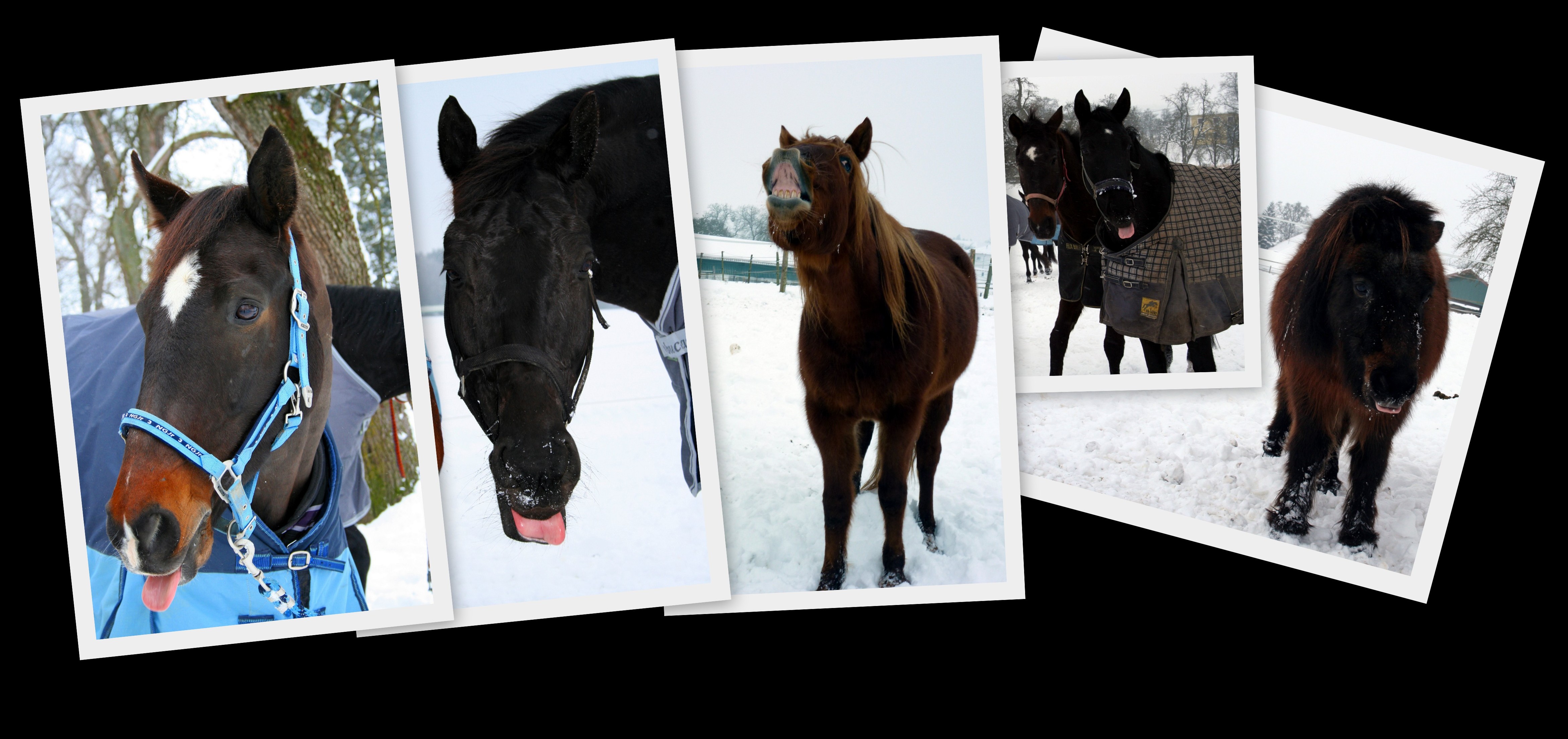 Unsere Herde
