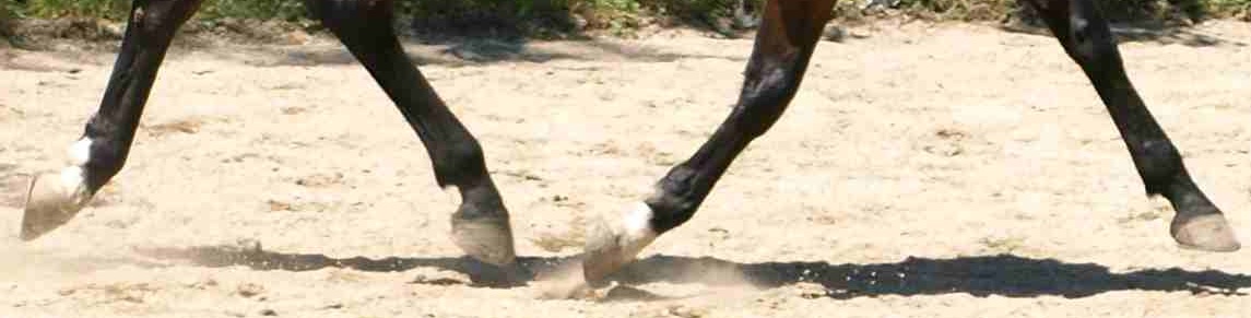 "Reiten ist Gefühl und Vertrauen..."